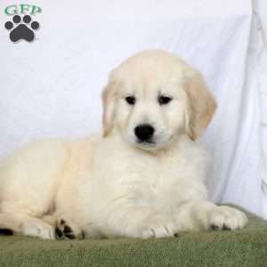 Aiden, Golden Retriever Puppy