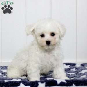 Aiden, Bichon Frise Puppy