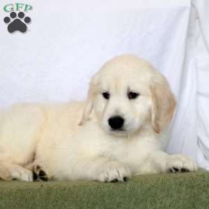 Aiden, Golden Retriever Puppy