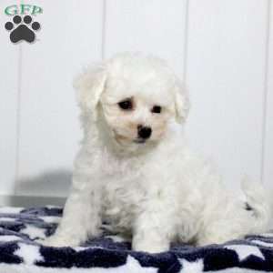 Aiden, Bichon Frise Puppy