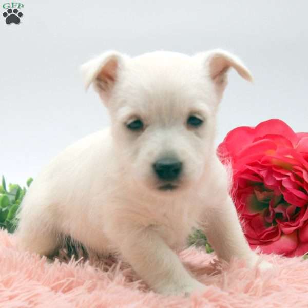 Alaina, West Highland Terrier Puppy