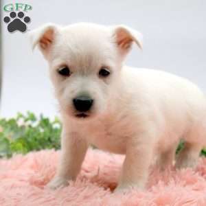 Alaina, West Highland Terrier Puppy