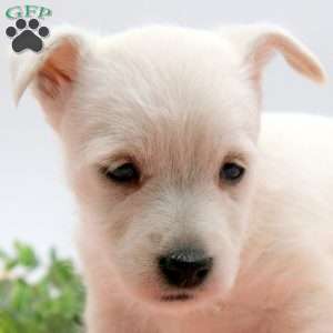 Alaina, West Highland Terrier Puppy