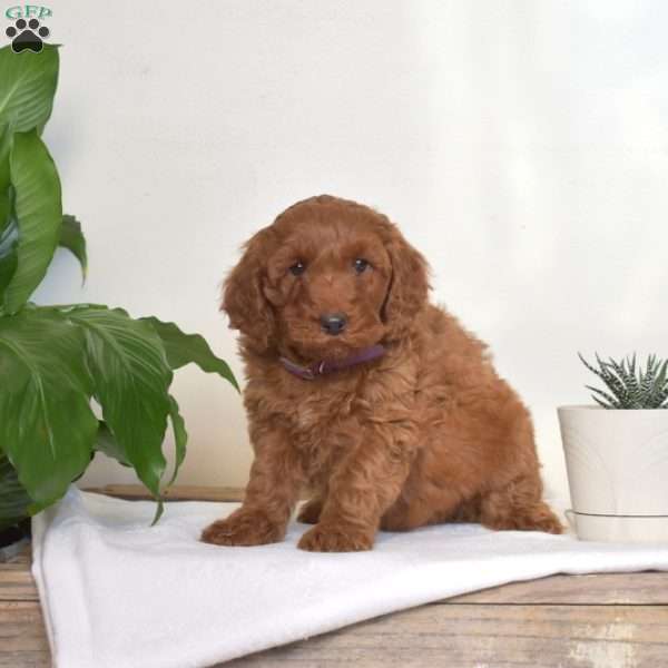 Alex, Mini Goldendoodle Puppy