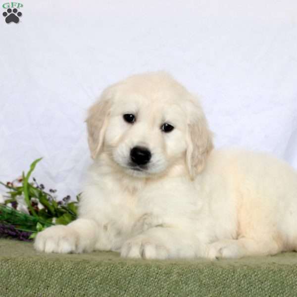 Alex, Golden Retriever Puppy