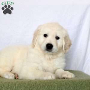 Alex, Golden Retriever Puppy