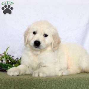 Alex, Golden Retriever Puppy