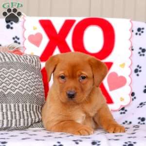 Alexis, Fox Red Labrador Retriever Puppy