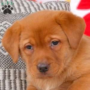 Alexis, Fox Red Labrador Retriever Puppy