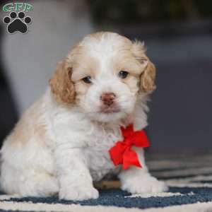 Alfie, Cockapoo Puppy