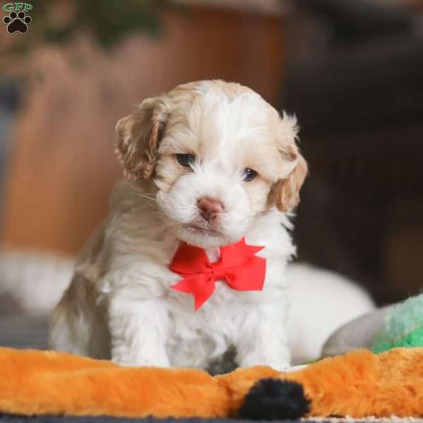 Alfie, Cockapoo Puppy