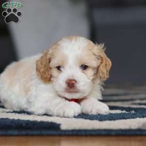 Alfie, Cockapoo Puppy