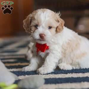 Alfie, Cockapoo Puppy