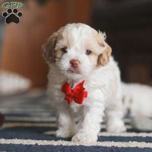 Alfie, Cockapoo Puppy