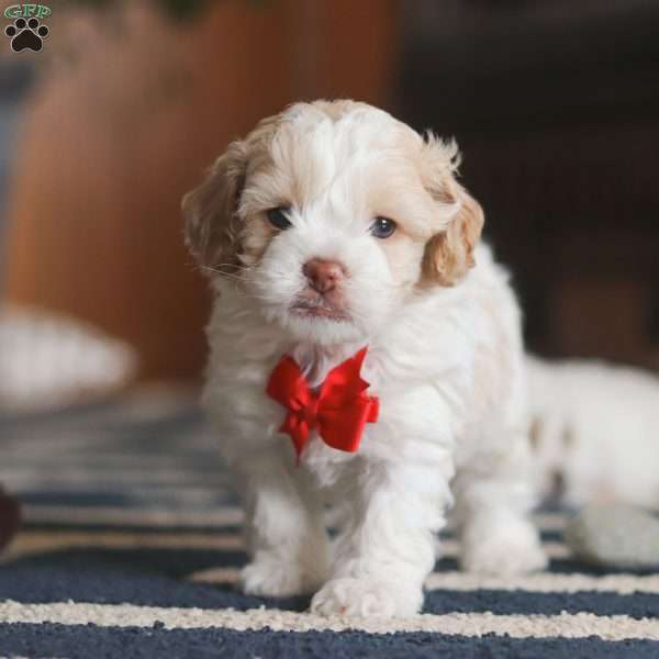 Alfie, Cockapoo Puppy