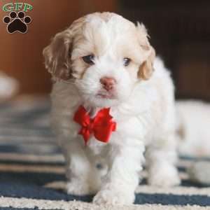 Alfie, Cockapoo Puppy