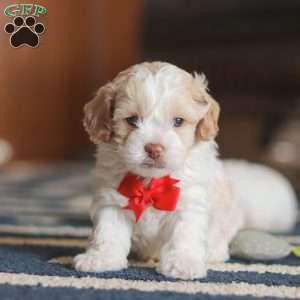 Alfie, Cockapoo Puppy