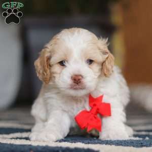 Alfie, Cockapoo Puppy