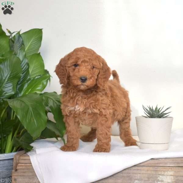 Alice, Mini Goldendoodle Puppy