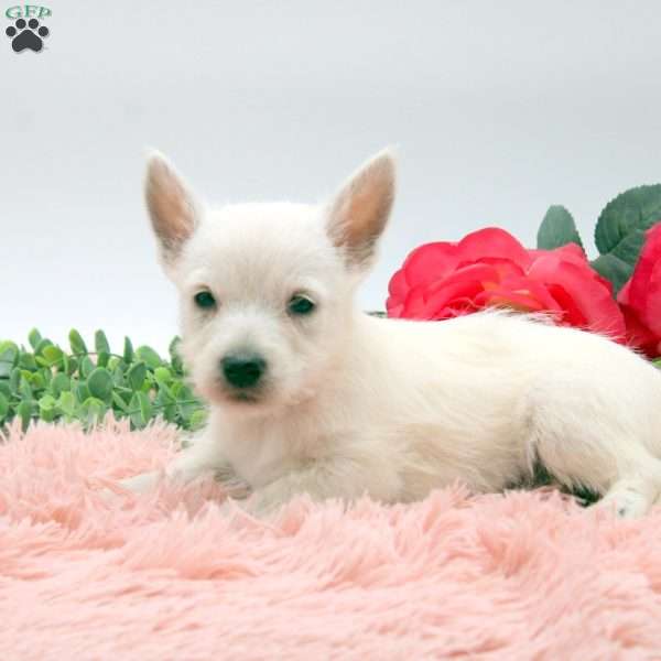 Alinda, West Highland Terrier Puppy