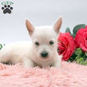 Alinda, West Highland Terrier Puppy