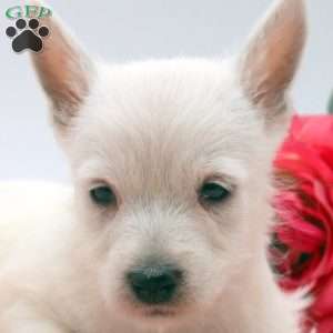 Alinda, West Highland Terrier Puppy