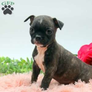Alisa, Boston Terrier Mix Puppy