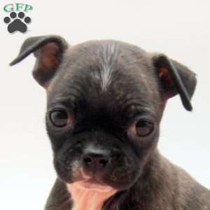 Alisa, Boston Terrier Mix Puppy
