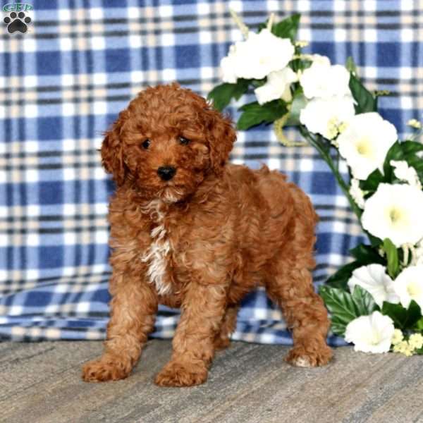 Alisha, Miniature Poodle Puppy