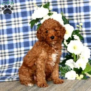 Alisha, Miniature Poodle Puppy