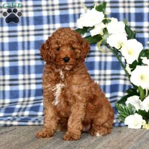 Alisha, Miniature Poodle Puppy