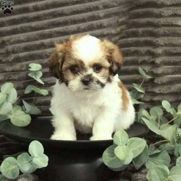 Allen, Shih Tzu Puppy