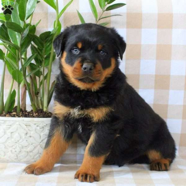 Allen, Rottweiler Puppy