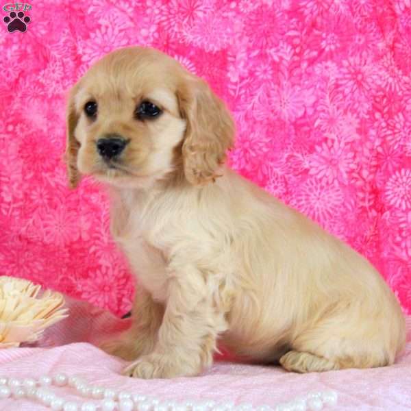 Allen, Cocker Spaniel Puppy