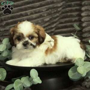 Allen, Shih Tzu Puppy