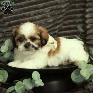 Allen, Shih Tzu Puppy