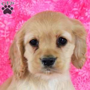 Allen, Cocker Spaniel Puppy