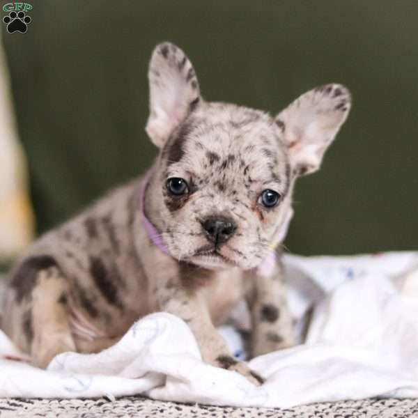 Allie, French Bulldog Puppy