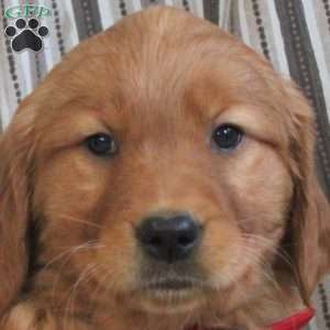 Allie, Golden Retriever Puppy