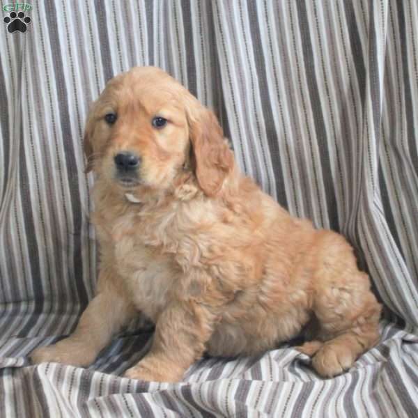 Almond, Golden Retriever Puppy