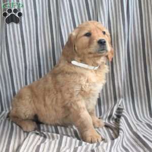 Almond, Golden Retriever Puppy