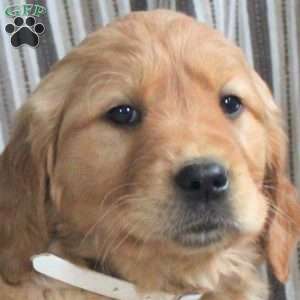 Almond, Golden Retriever Puppy