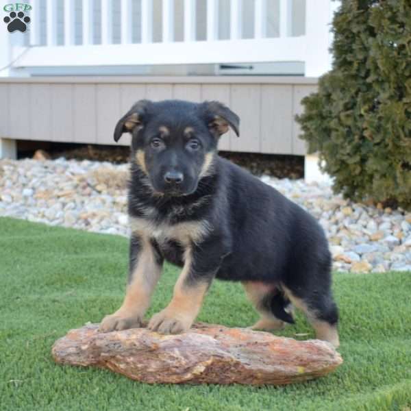 Almond Joy, German Shepherd Puppy