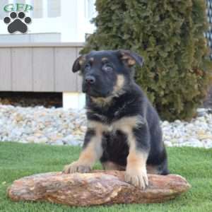 Almond Joy, German Shepherd Puppy