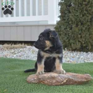 Almond Joy, German Shepherd Puppy