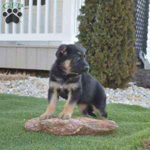 Almond Joy, German Shepherd Puppy