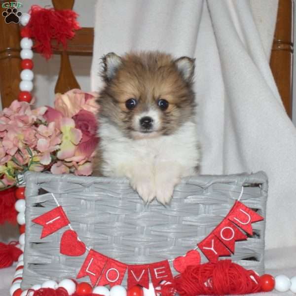 Almond, Pomeranian Puppy