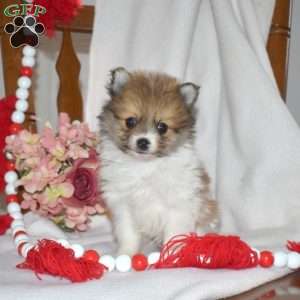 Almond, Pomeranian Puppy