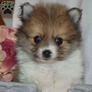 Almond, Pomeranian Puppy