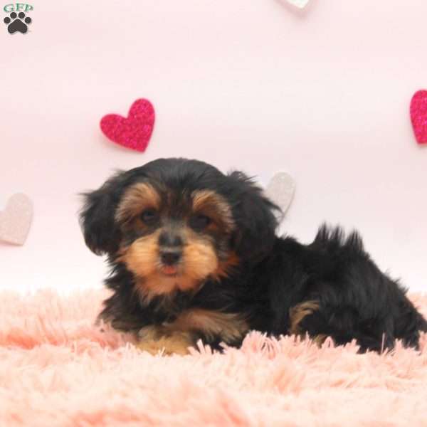 Alta, Morkie / Yorktese Puppy